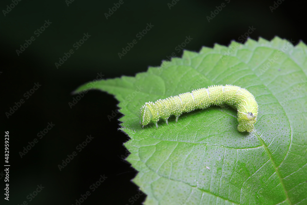 Obraz premium Lepidoptera larvae in the wild, North China