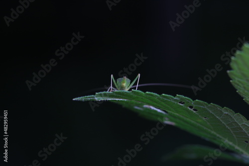 Tree cricket on wild plants, North China