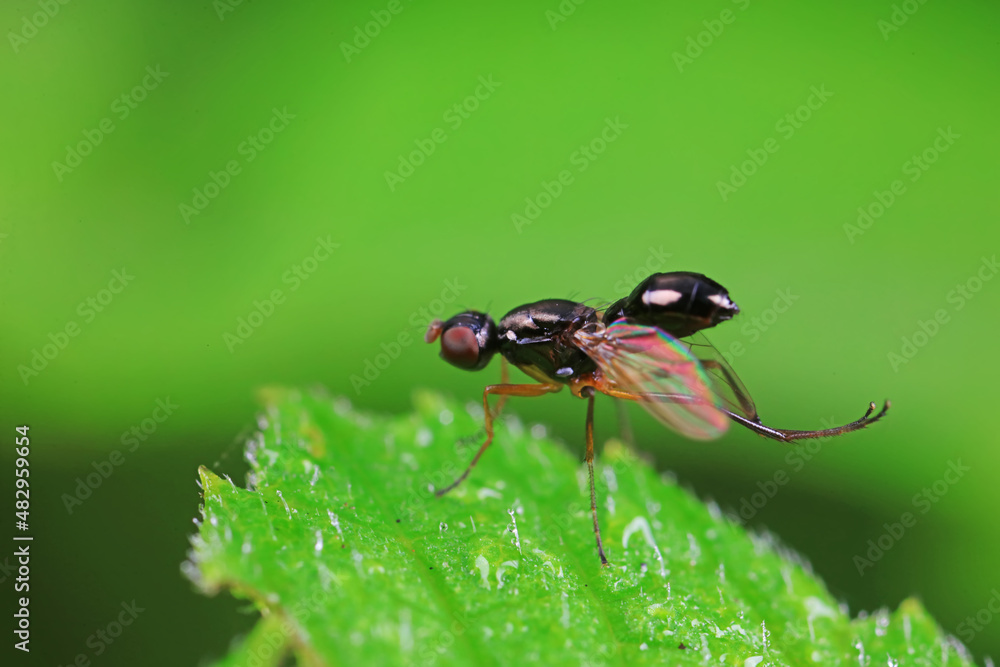 Fototapeta premium Flies on wild plants, North China