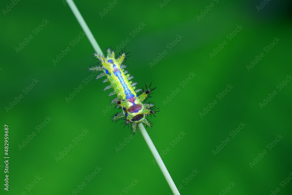 Fototapeta premium Lepidoptera larvae in the wild, North China