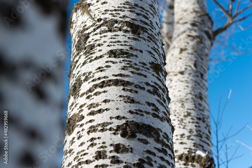 Fototapeta Naklejka Na Ścianę i Meble -  winter scene with white or silvery white bark poplar trees photographed against a deep blue sky