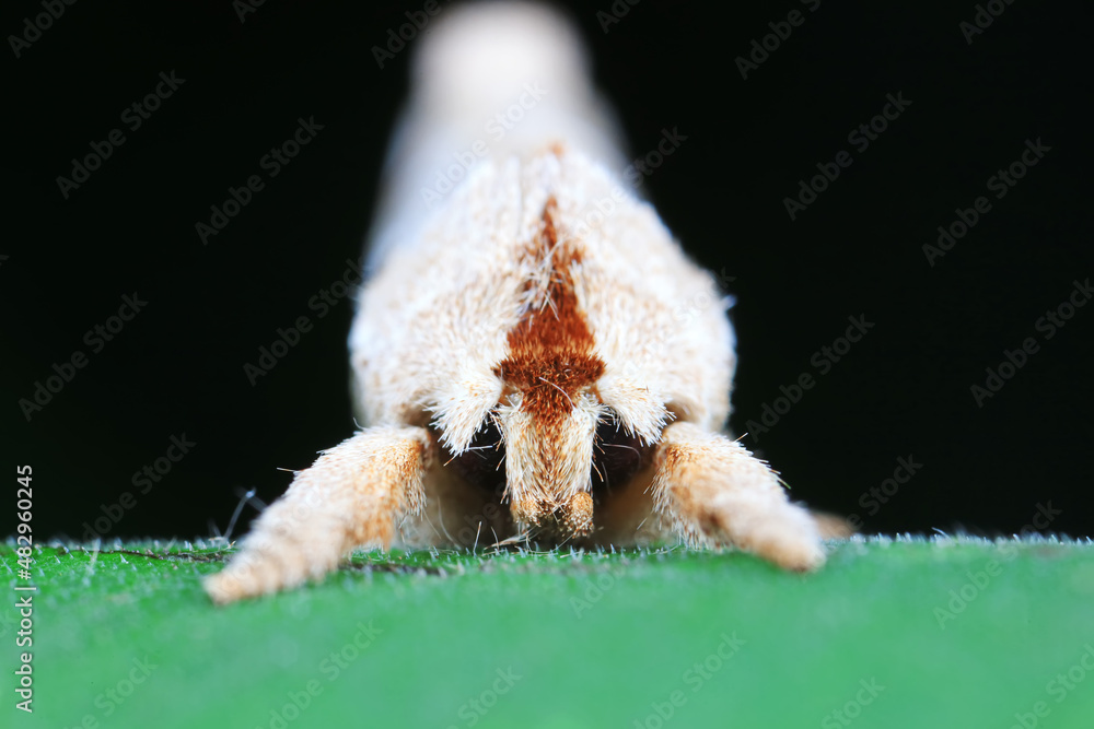 Lepidoptera insects in the wild, North China