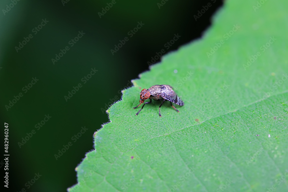 Flies on wild plants, North China