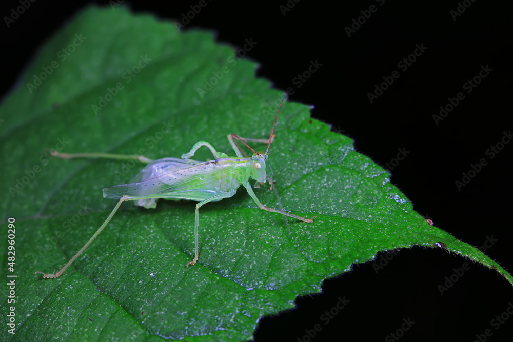Katydid nymphs in the wild, North China Katydid nymphs in the wild, North China