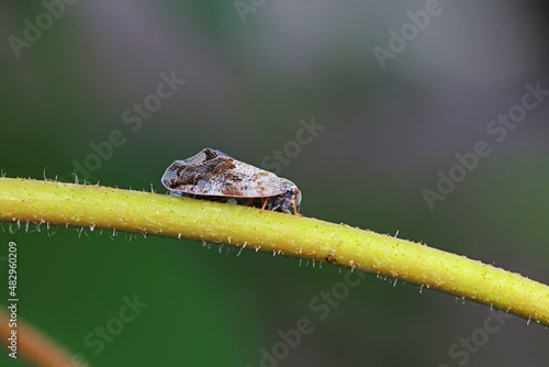 Wallpaper Mural Hemiptera wax Cicadellidae insects on wild plants, North China Torontodigital.ca