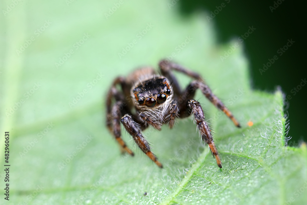 Spiders in the wild, North China Spiders in the wild, North China