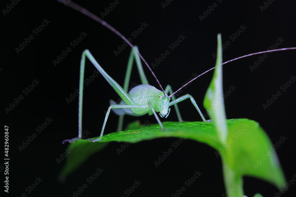 Katydid nymphs in the wild, North China Katydid nymphs in the wild, North China