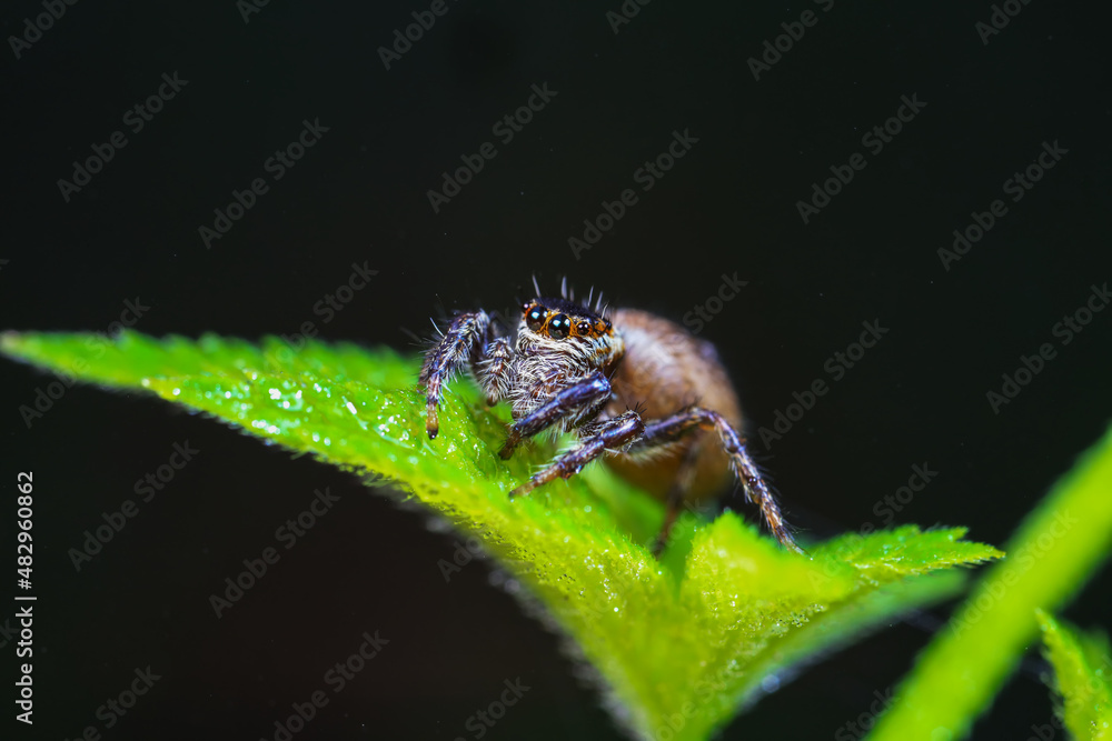 Naklejka premium Spiders in the wild, North China