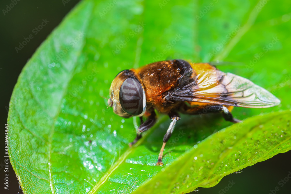 Obraz premium Aphid eating flies in the wild, North China