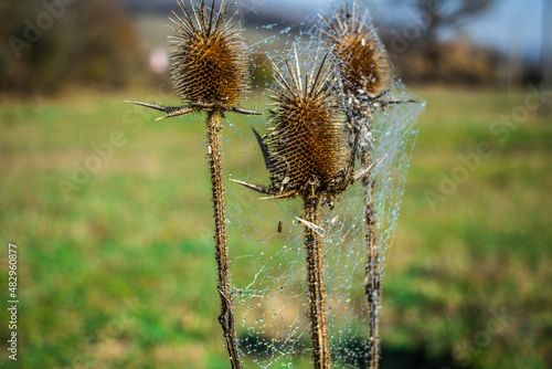 dipsacus teasel with spider web and raindrops photo