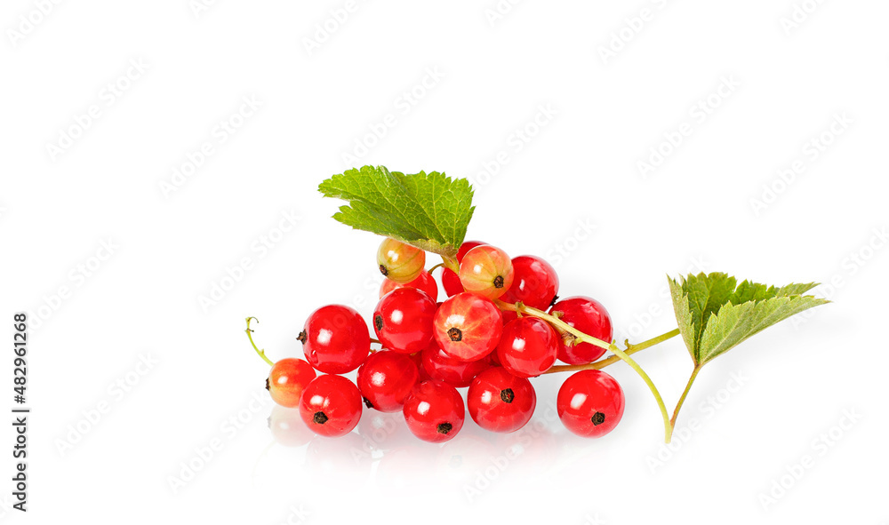 isolated branch of ripe red currant
isolated branch of ripe red currant