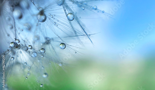 background with dew drops on a dandelion  © Ольга Потылицына