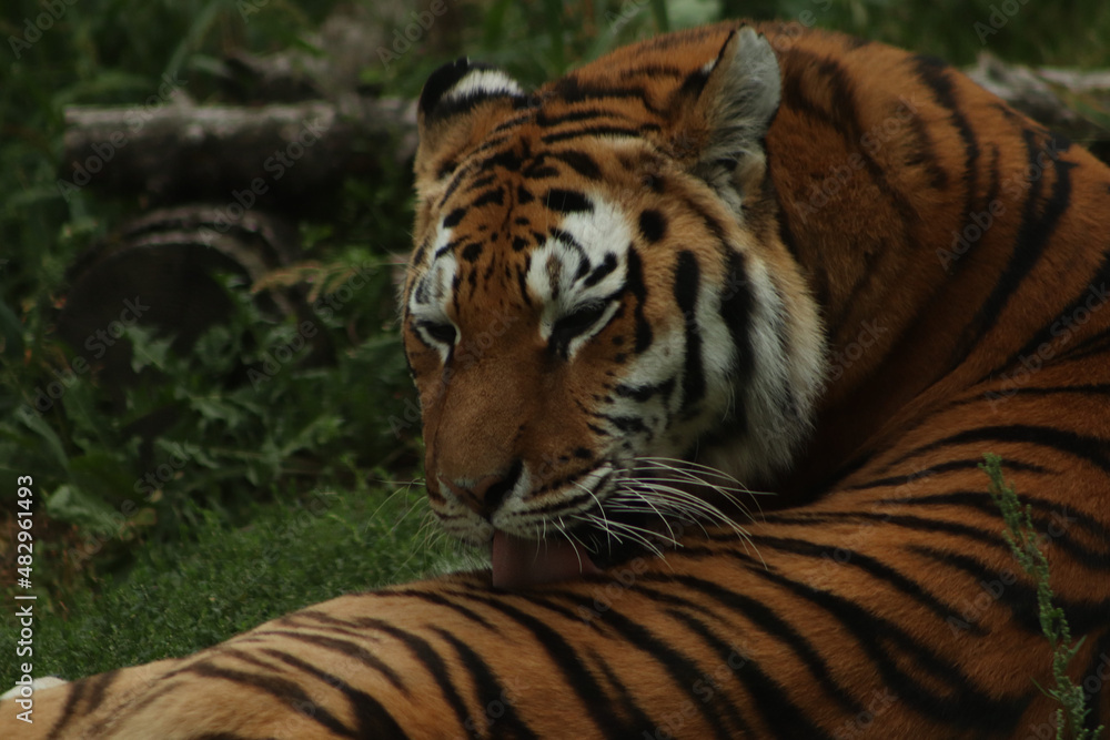 Fototapeta premium tiger in the zoo
