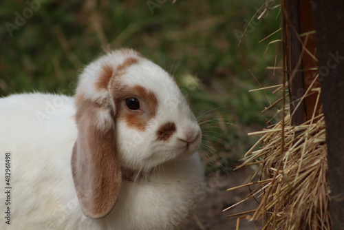 Fototapeta rabbit on the grass