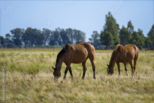 pair of brown horses freely grazing in a field