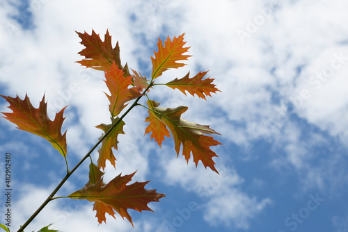 Leaves and branches of an American oak. Tree and blue sky with white clouds