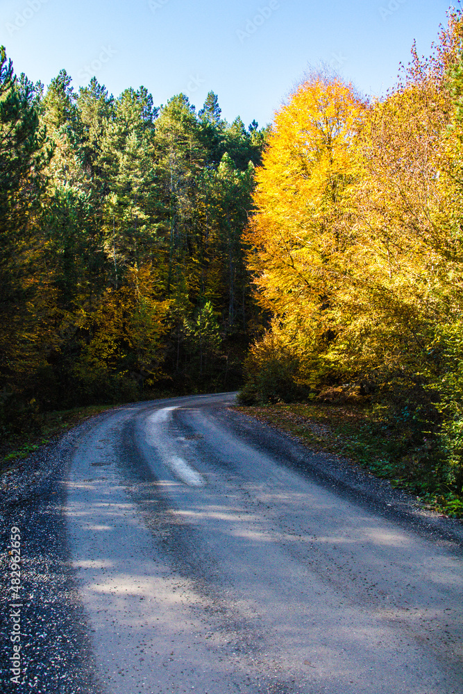 Fototapeta premium yellow and green road landscape in autumn