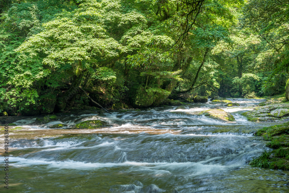 Naklejka premium 緑の森をバックに菊池渓谷の流れ