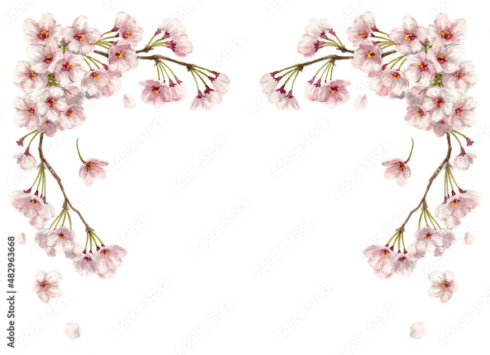 Fototapeta premium アナログ水彩桜のフレーム素材