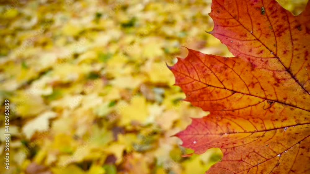 Red maple leaf in the wind. Slow movement in the wind video static camera. Autumn background. High quality FullHD footage Red maple leaf in the wind. Slow movement in the wind video static camera. Autumn background. High quality FullHD footage