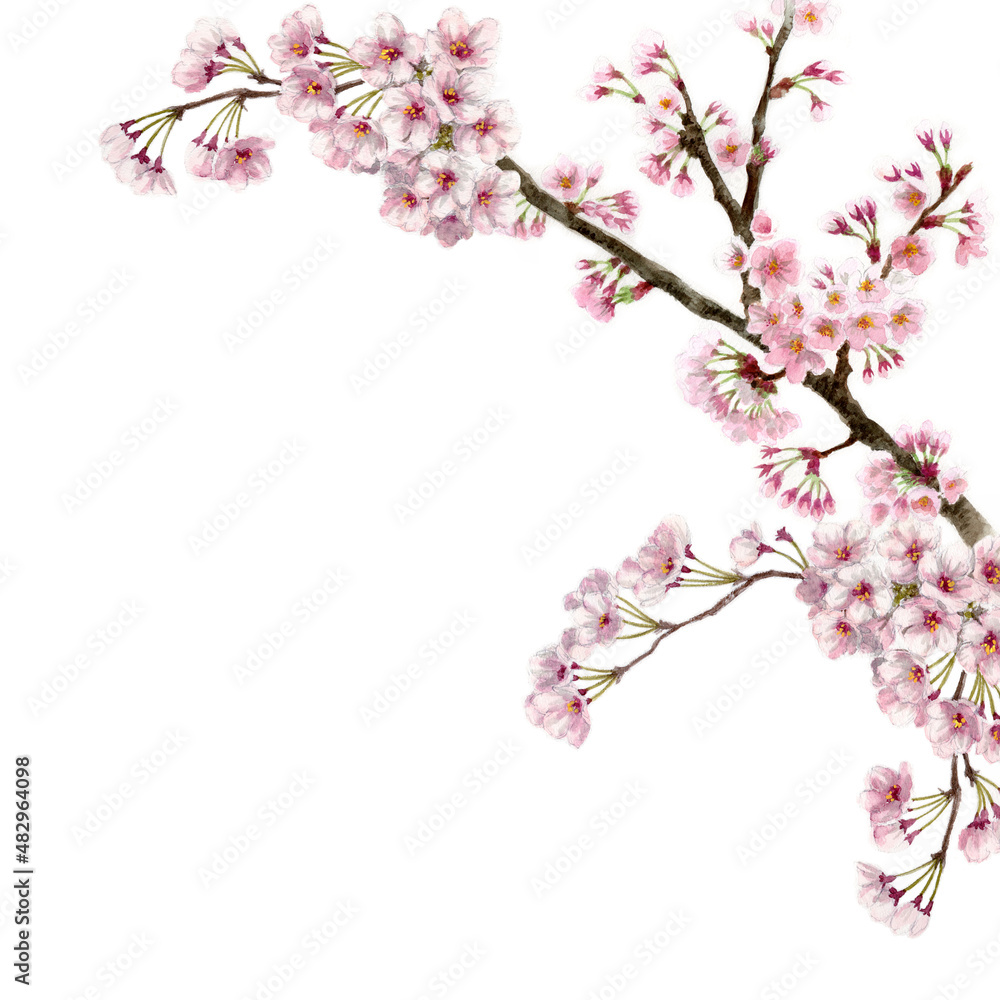 アナログ水彩桜のフレーム素材