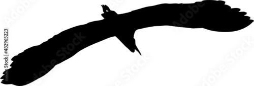 Oiseau en vol, vecteur pour illustration, animation, conception. En noir et silhouette sur fond transparent. Héron cendré. 
