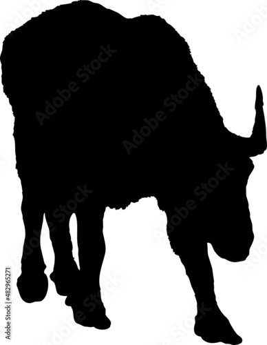 Silhouette animal 
