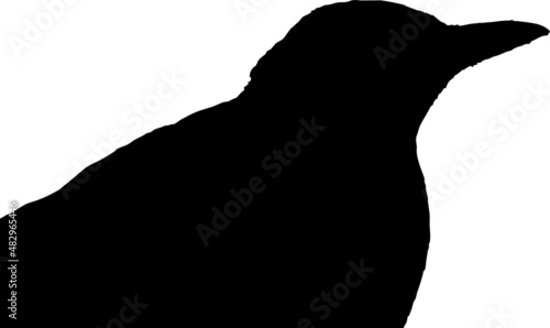 Silhouette de merle noir sur fond transparent 