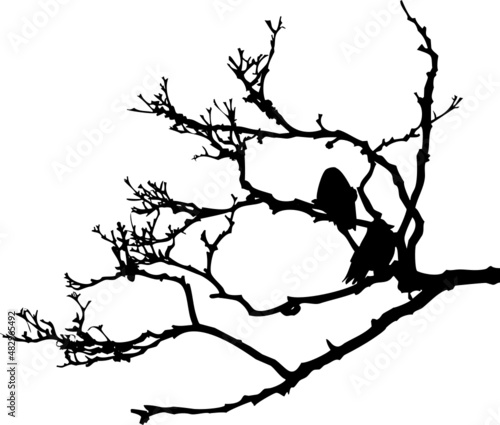 Branches et choucas des tours en silhouette