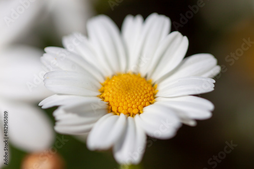 Daisy flower with white and yellow colors