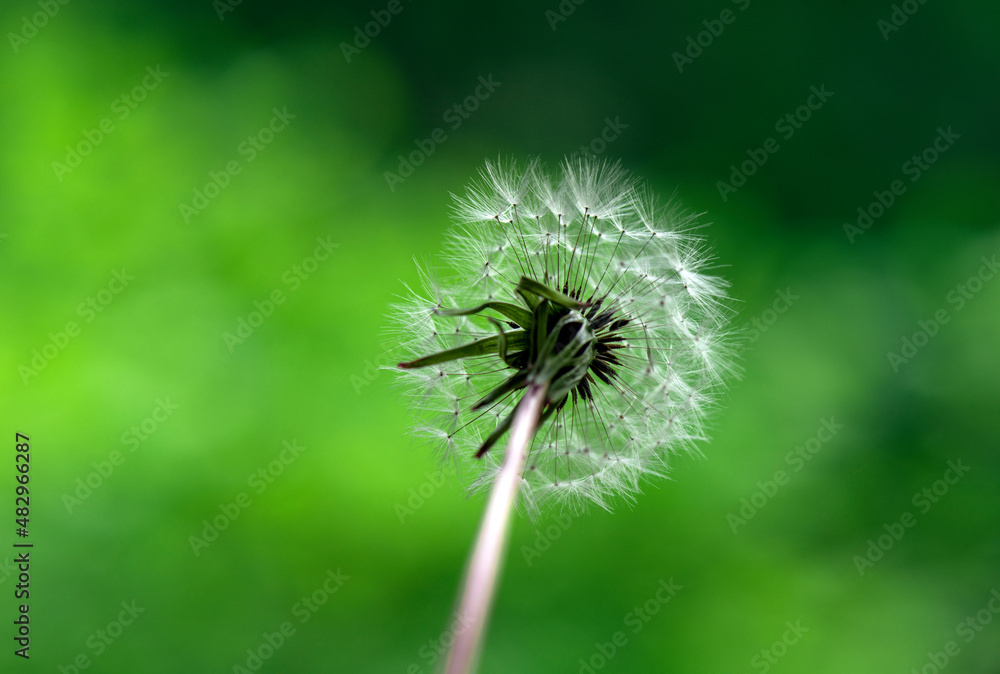 Fototapeta premium Close-up of dandelion flowers on a green background