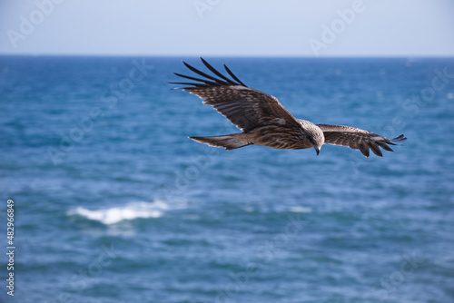 海上を飛ぶトンビ © paweyetail