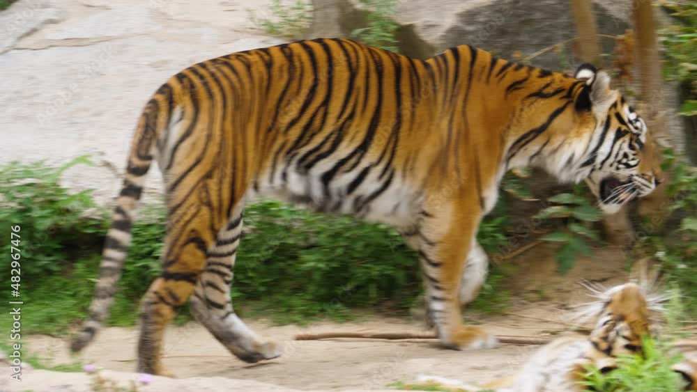 A tiger relaxed walks over the rocks A tiger relaxed walks over the rocks
