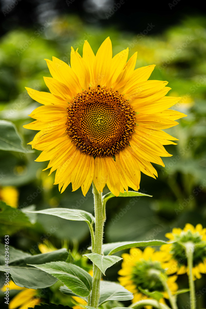 sunflower in the field