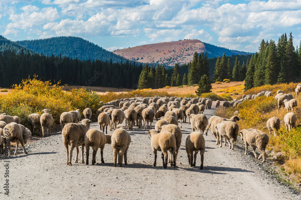 Fototapeta premium herd of sheep