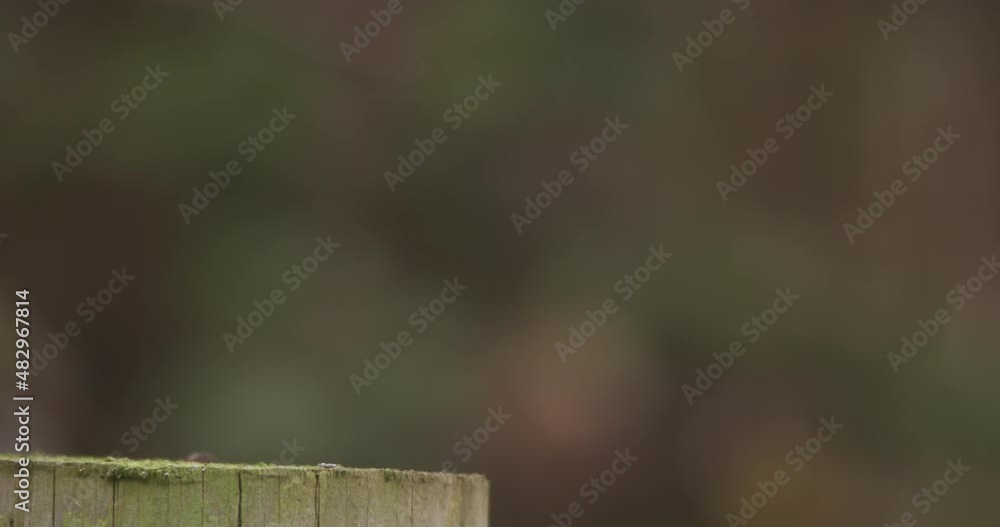 Robin cute bird perched on wood looks down and hops off slow motion Robin cute bird perched on wood looks down and hops off slow motion