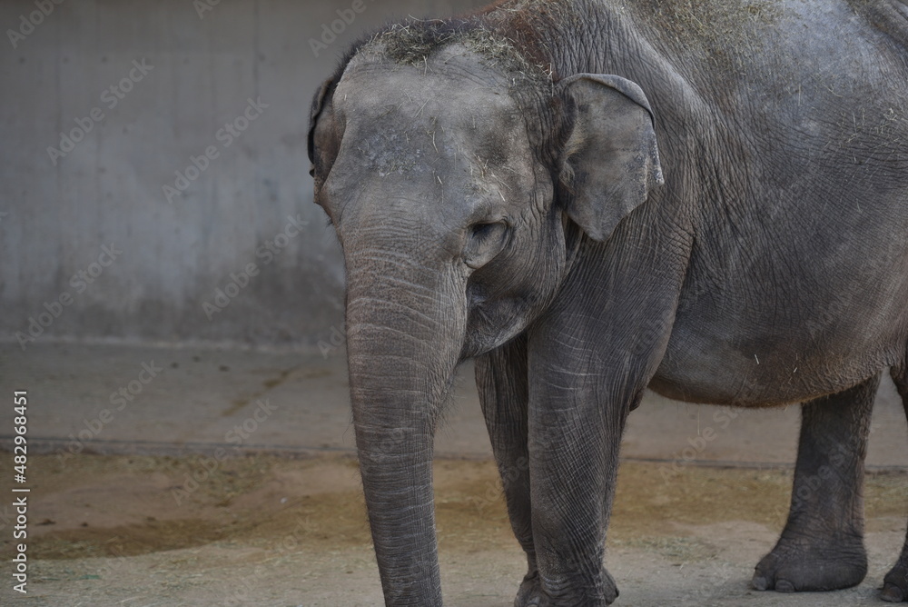 Fototapeta premium Elefante