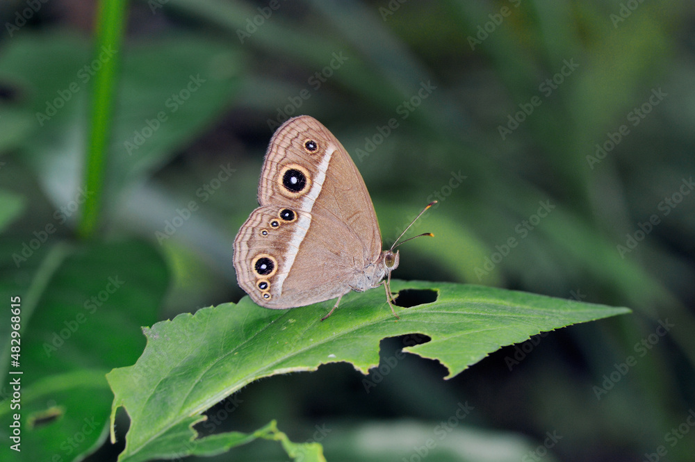 Fototapeta premium 翅を閉じたリュウキュウヒメジャノメ（沖縄県・石垣島） 