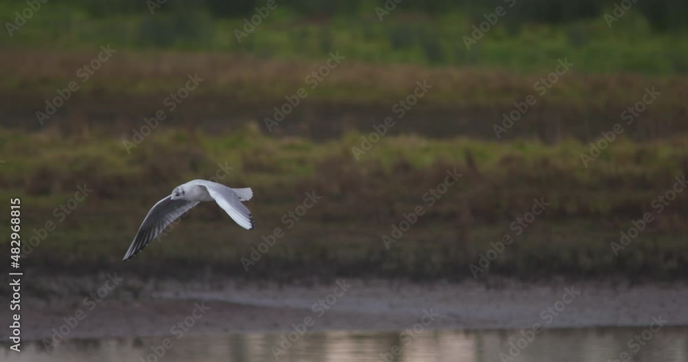 Seagull flying low over river green landscape slow motion Seagull flying low over river green landscape slow motion
