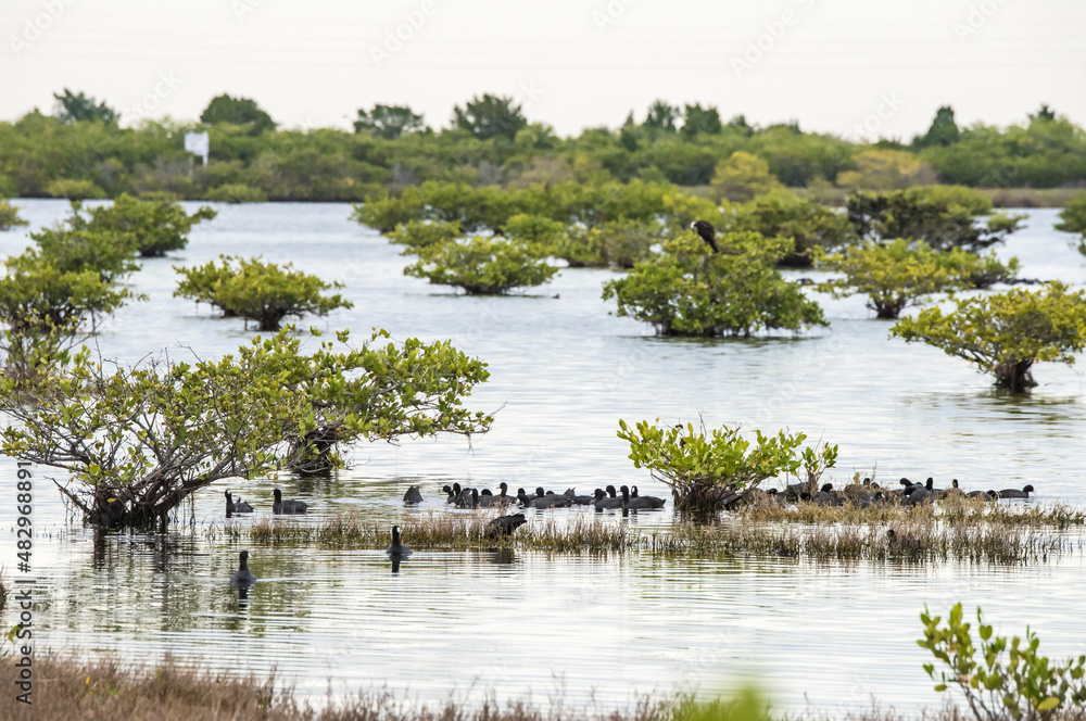 American Coots in mangrove salt marsh at Merritt Island NWR