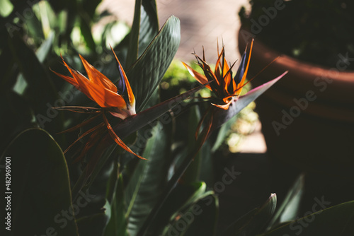 A view of a garden landscape of bird of paradise plants.
