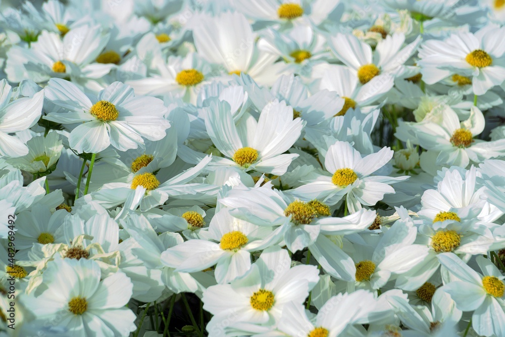 white flowers in the garden white flowers in the garden