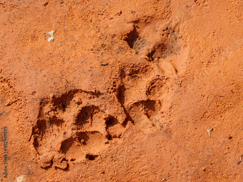 Coyote tracks in mud