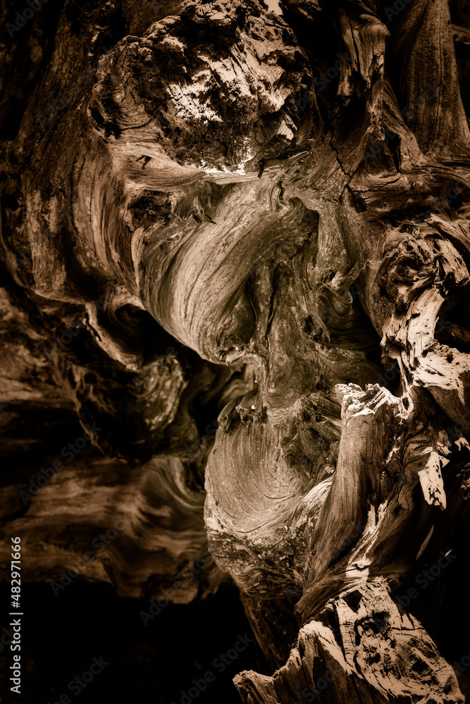 roots of tree roots of tree