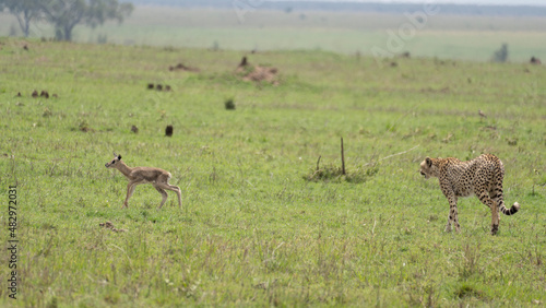 a herd of deer