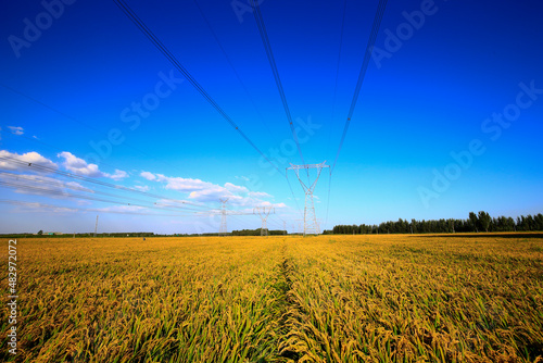 The autumn rice fields
