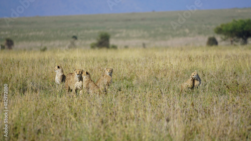 cheetas gepards family in the field