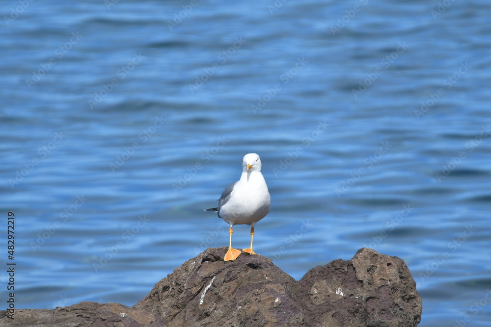 GAVIOTA GAVIOTA
