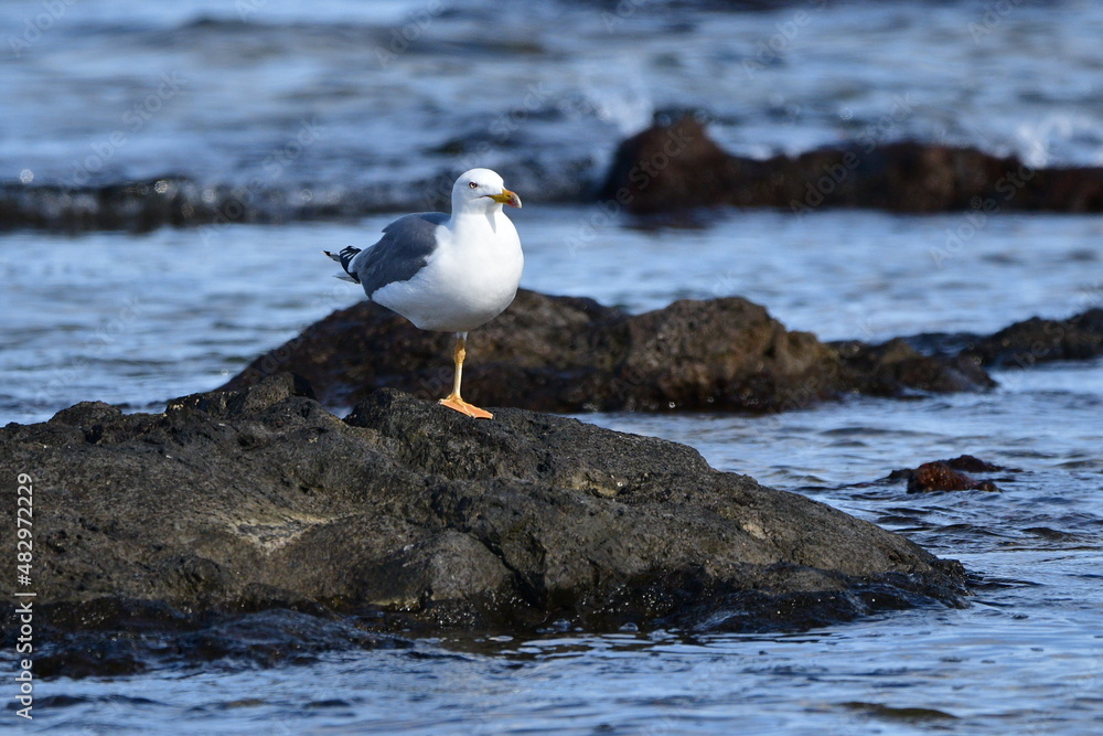 Obraz premium GAVIOTA