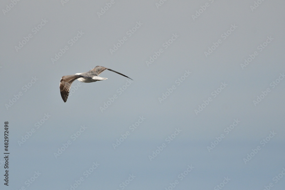 Fototapeta premium GAVIOTA